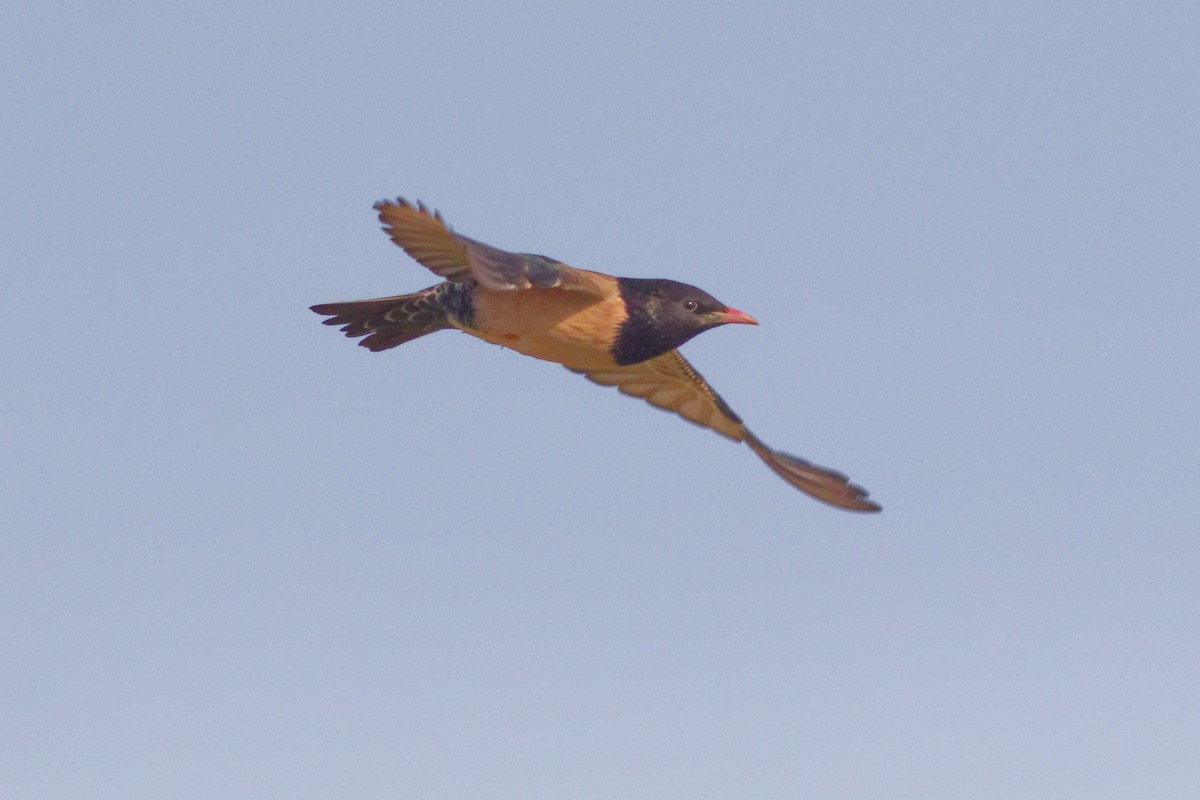 Rosy Starling - ML655959435
