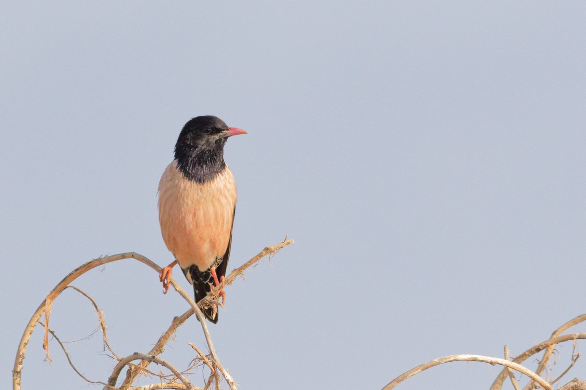 Rosy Starling - ML655959436