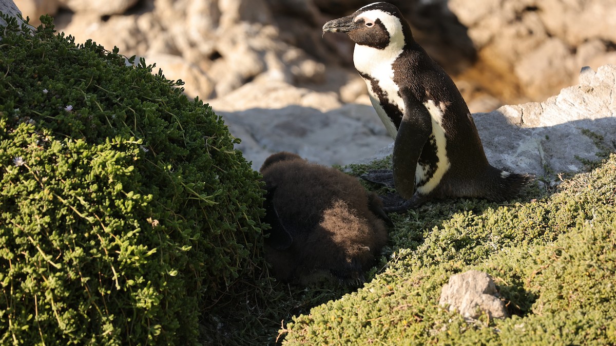 African Penguin - ML655959765