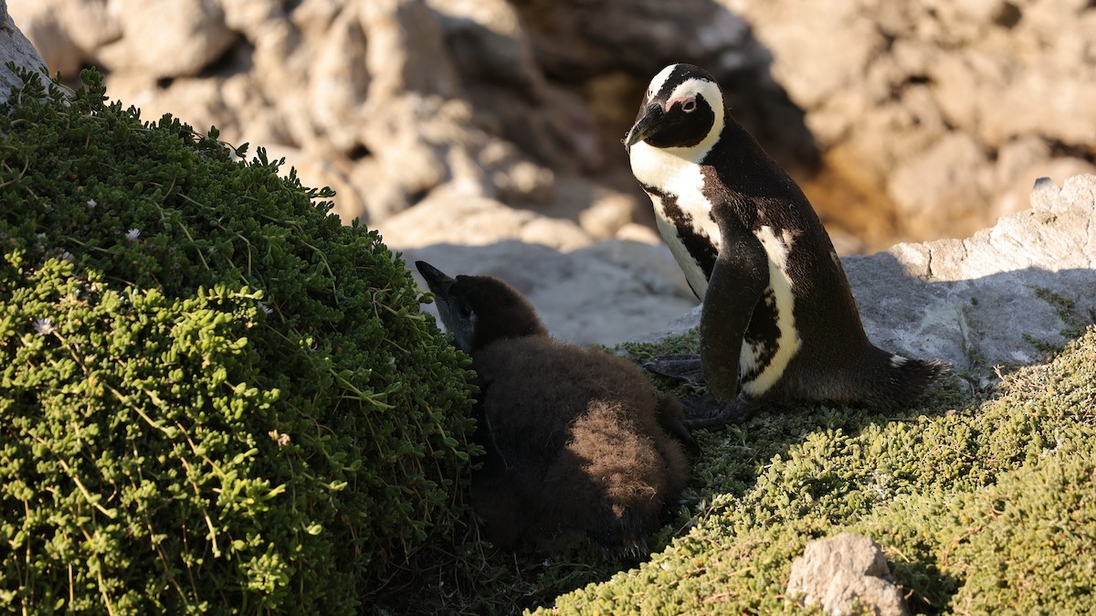 African Penguin - ML655959775