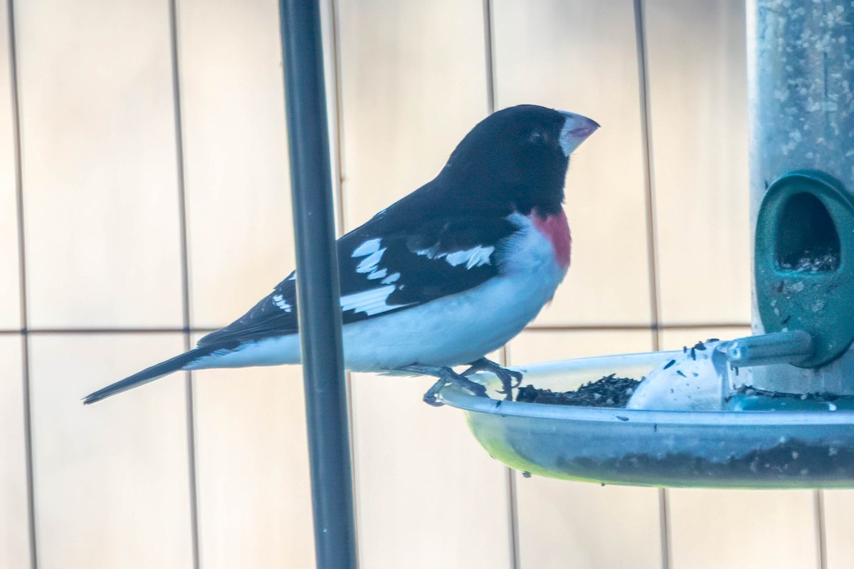 Rose-breasted Grosbeak - ML655959941
