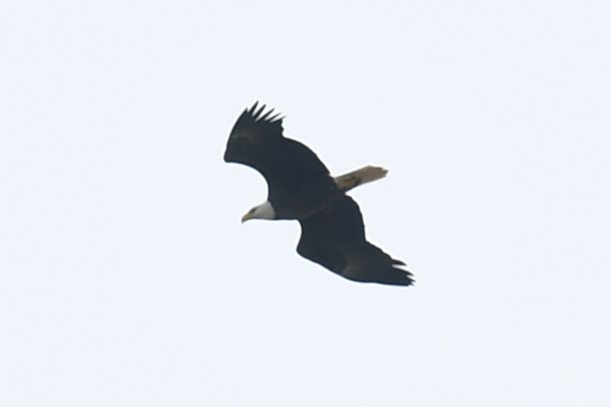 hvithodehavørn - ML655960116