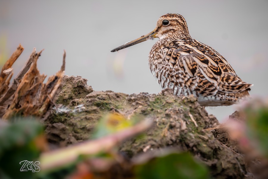 snipe sp. - eBird