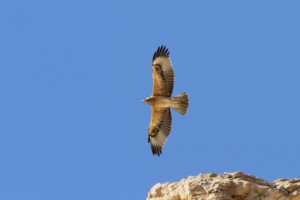 Bonelli's Eagle - ML65596051