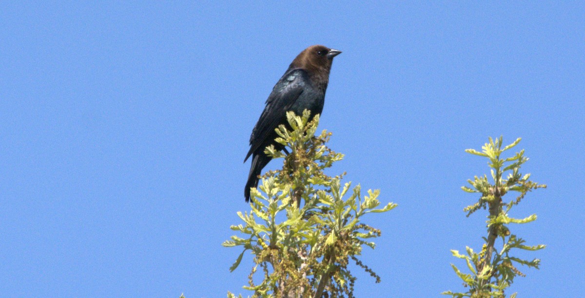 brunhodetrupial - ML655961085