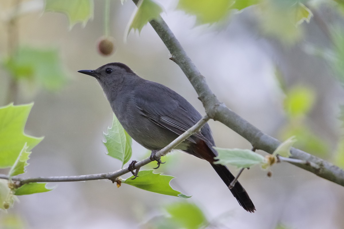 kattespottefugl - ML655961110