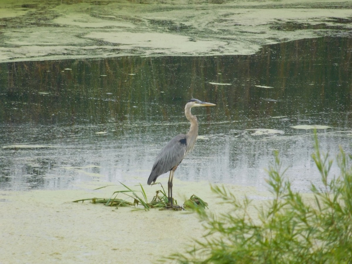 Great Blue Heron - ML65596361