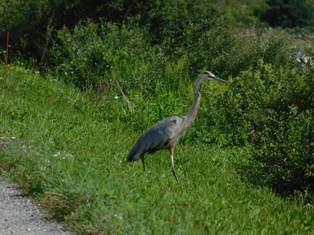 Great Blue Heron - ML65596411