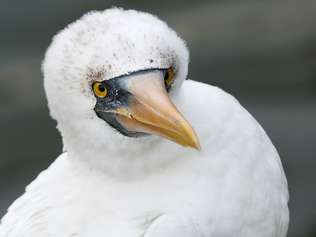 Nazca Booby - ML655966618