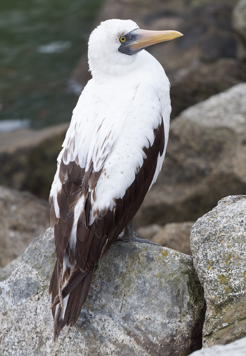 Nazca Booby - ML655966623