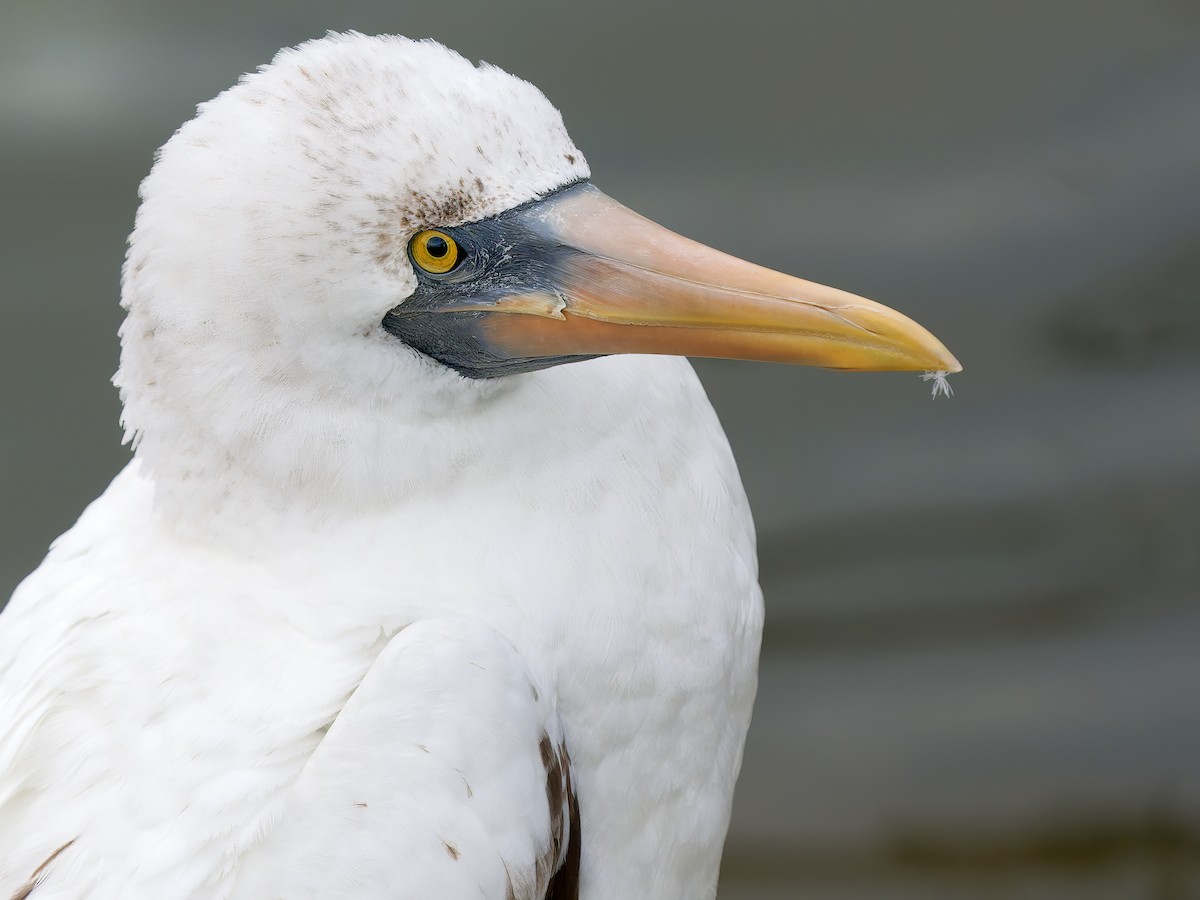 Nazca Booby - ML655966624