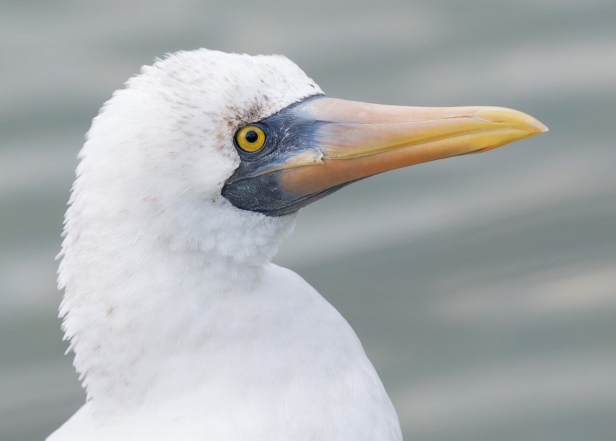 Nazca Booby - ML655966625