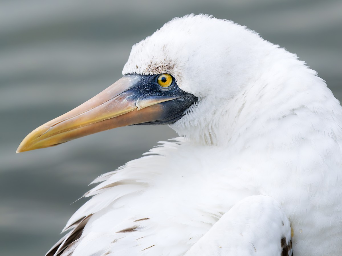 Nazca Booby - ML655966626