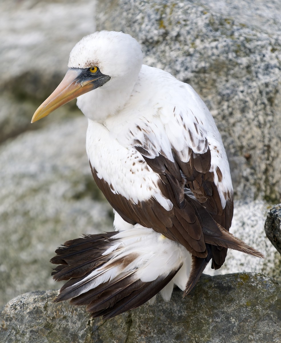 Nazca Booby - ML655966628