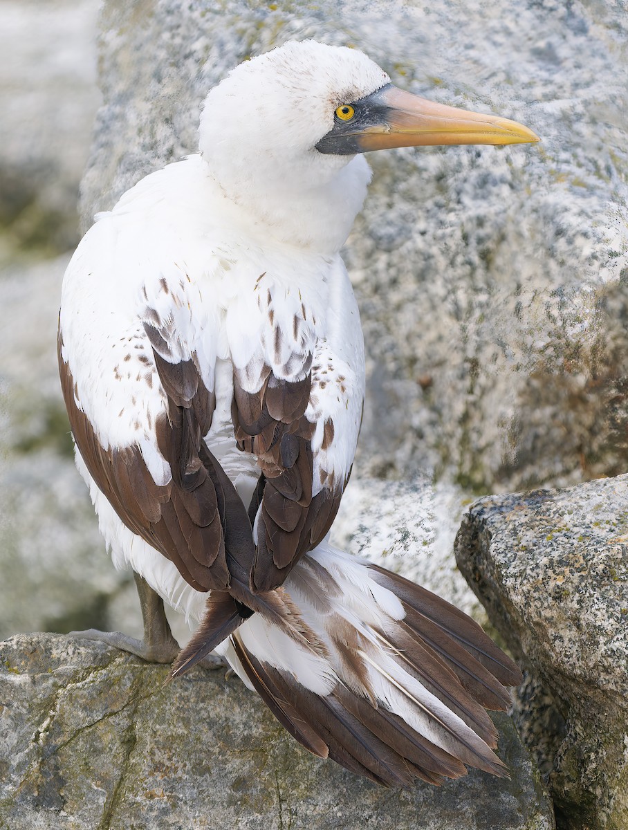 Nazca Booby - ML655966629