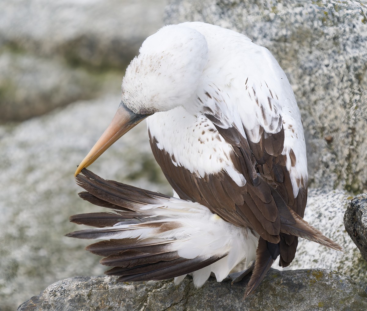 Nazca Booby - ML655966631