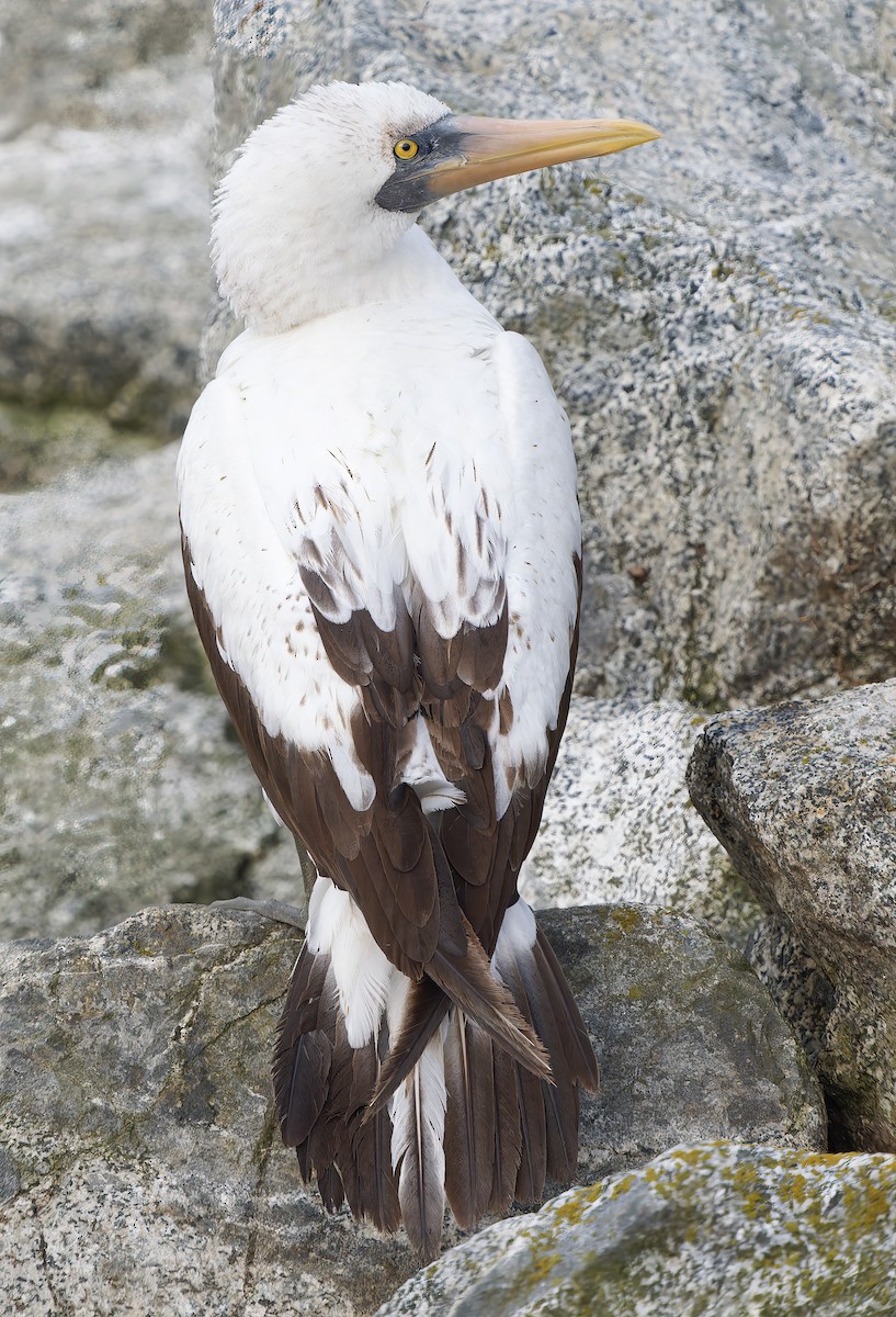 Nazca Booby - ML655966636