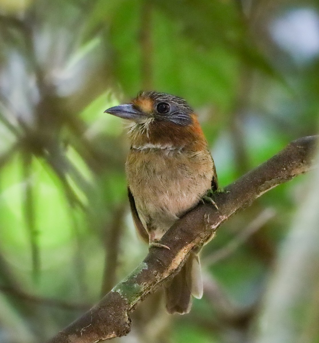 Rufous-necked Puffbird - ML655967757