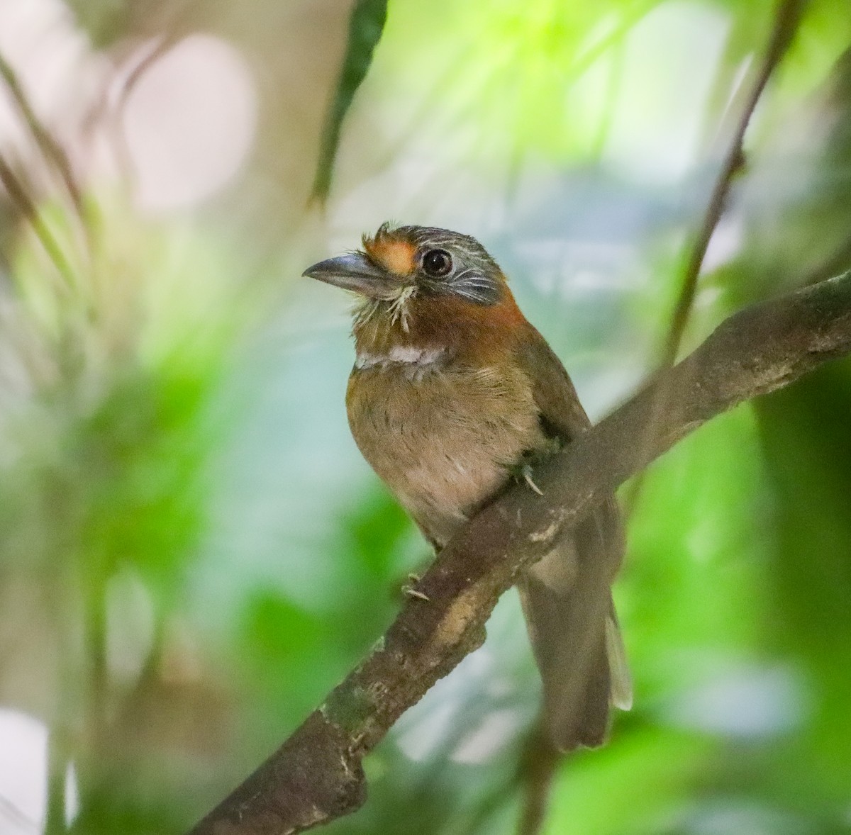 Rufous-necked Puffbird - ML655967758