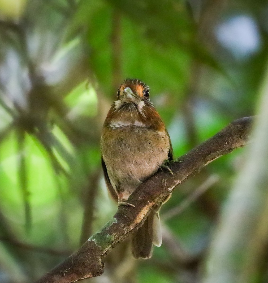 Rufous-necked Puffbird - ML655967759