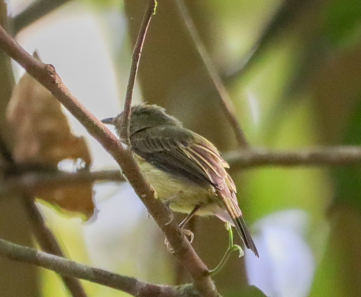 Helmeted Pygmy-Tyrant - ML655967817