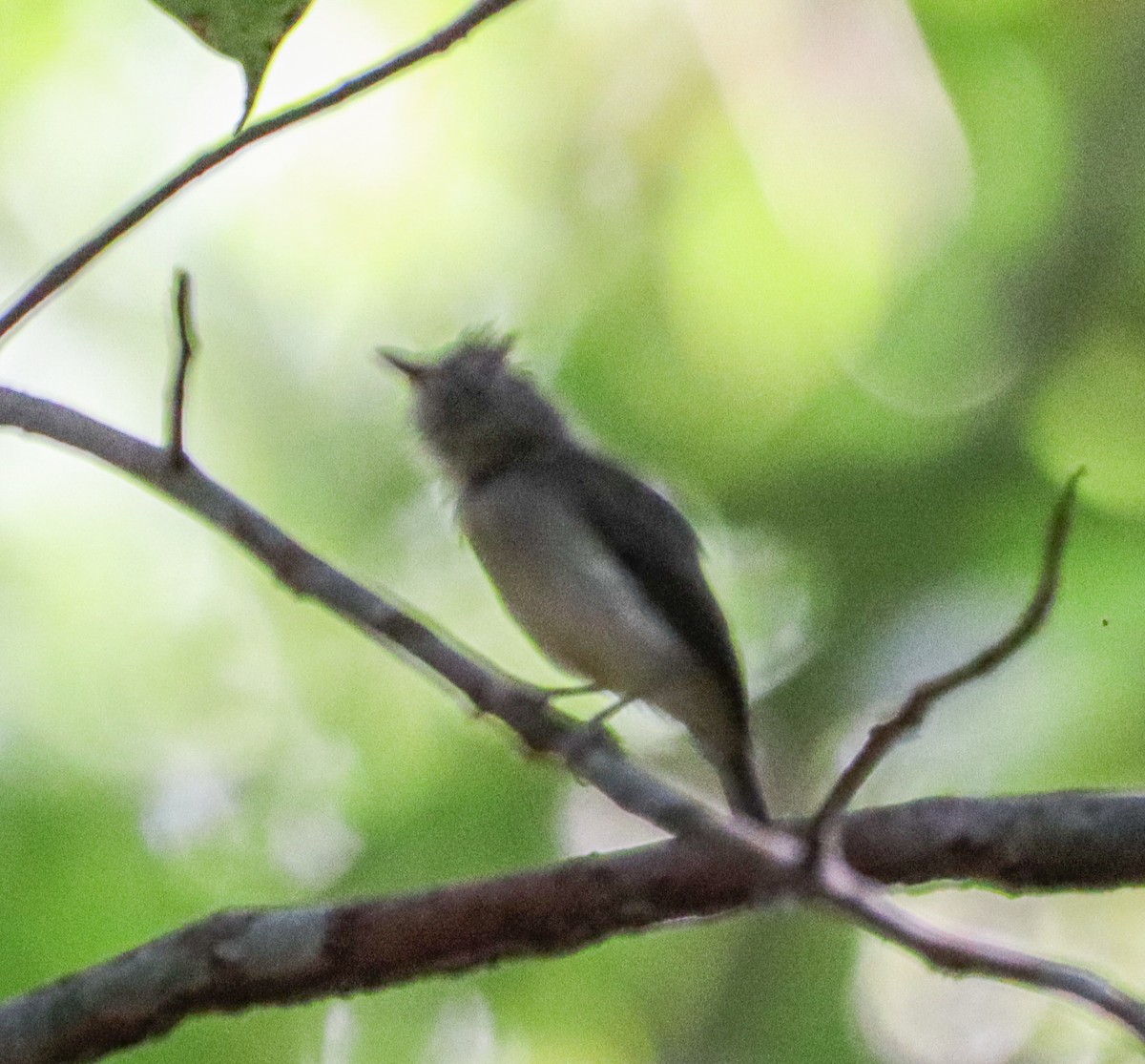 Helmeted Pygmy-Tyrant - ML655967818