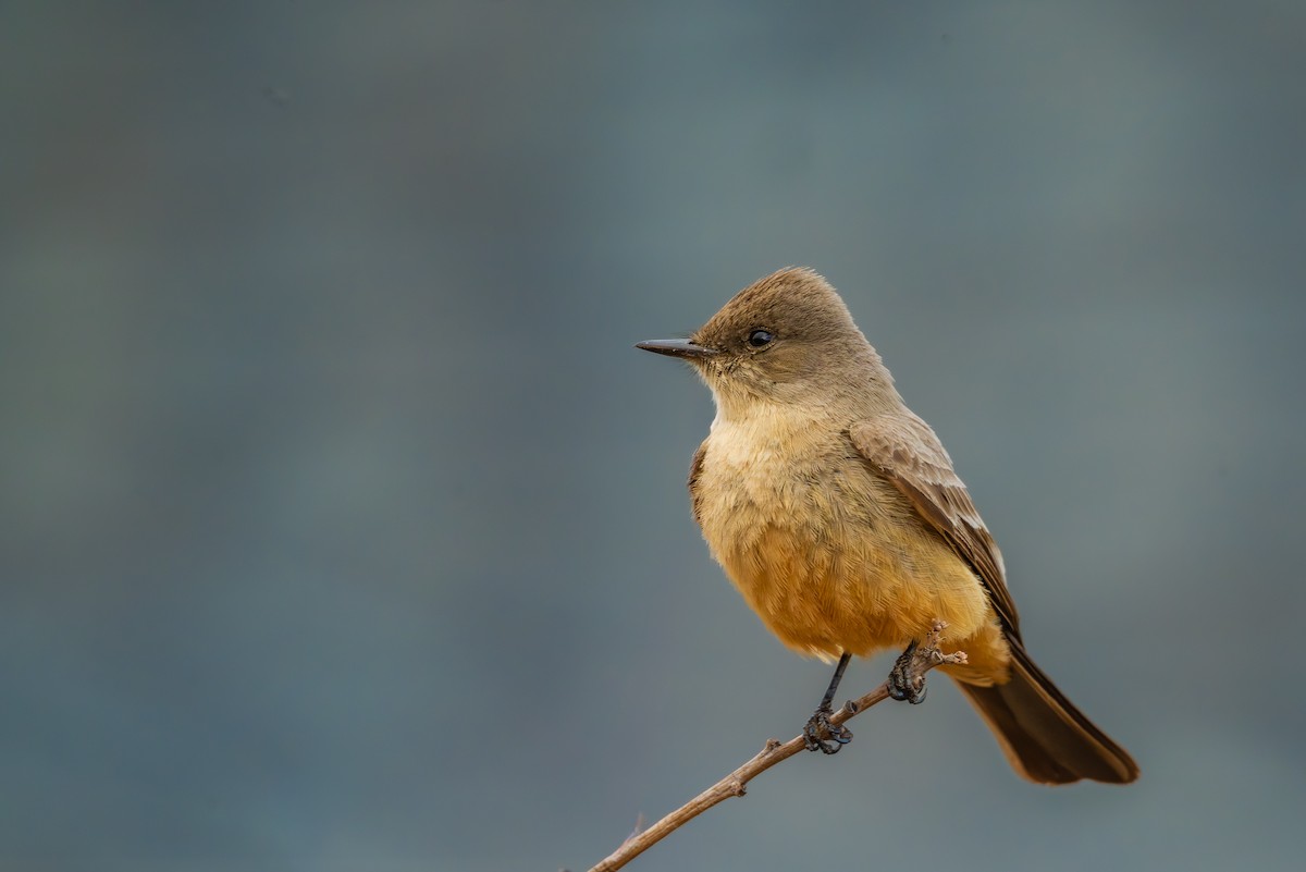 Феб великий - ML655967849