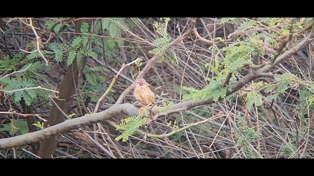 Красноклювая квелия - ML655969017