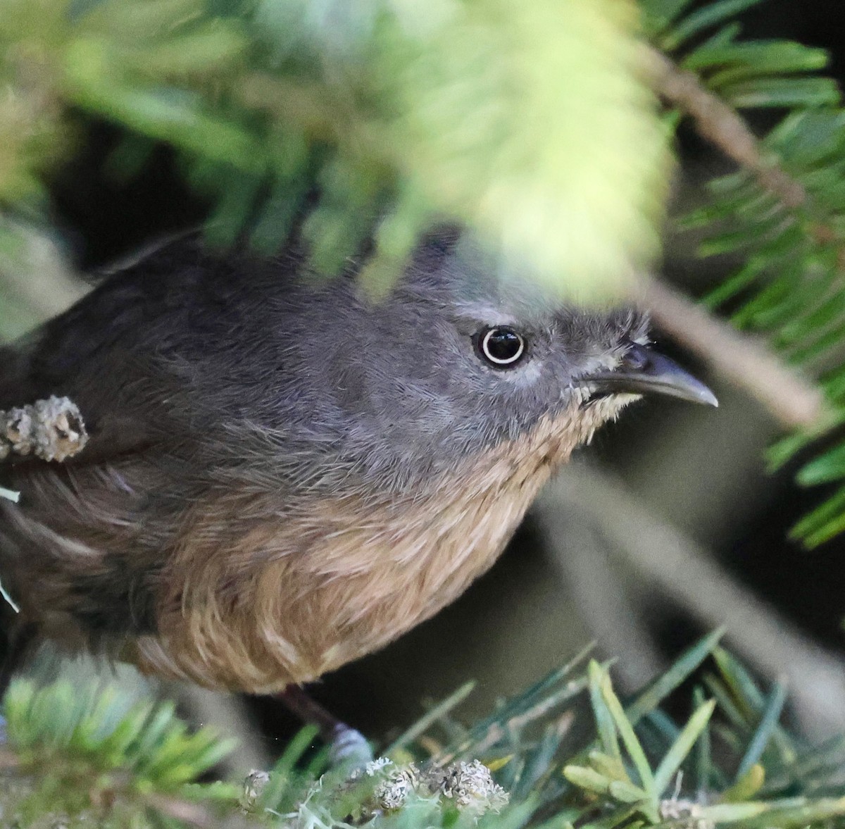 Wrentit - ML655971518