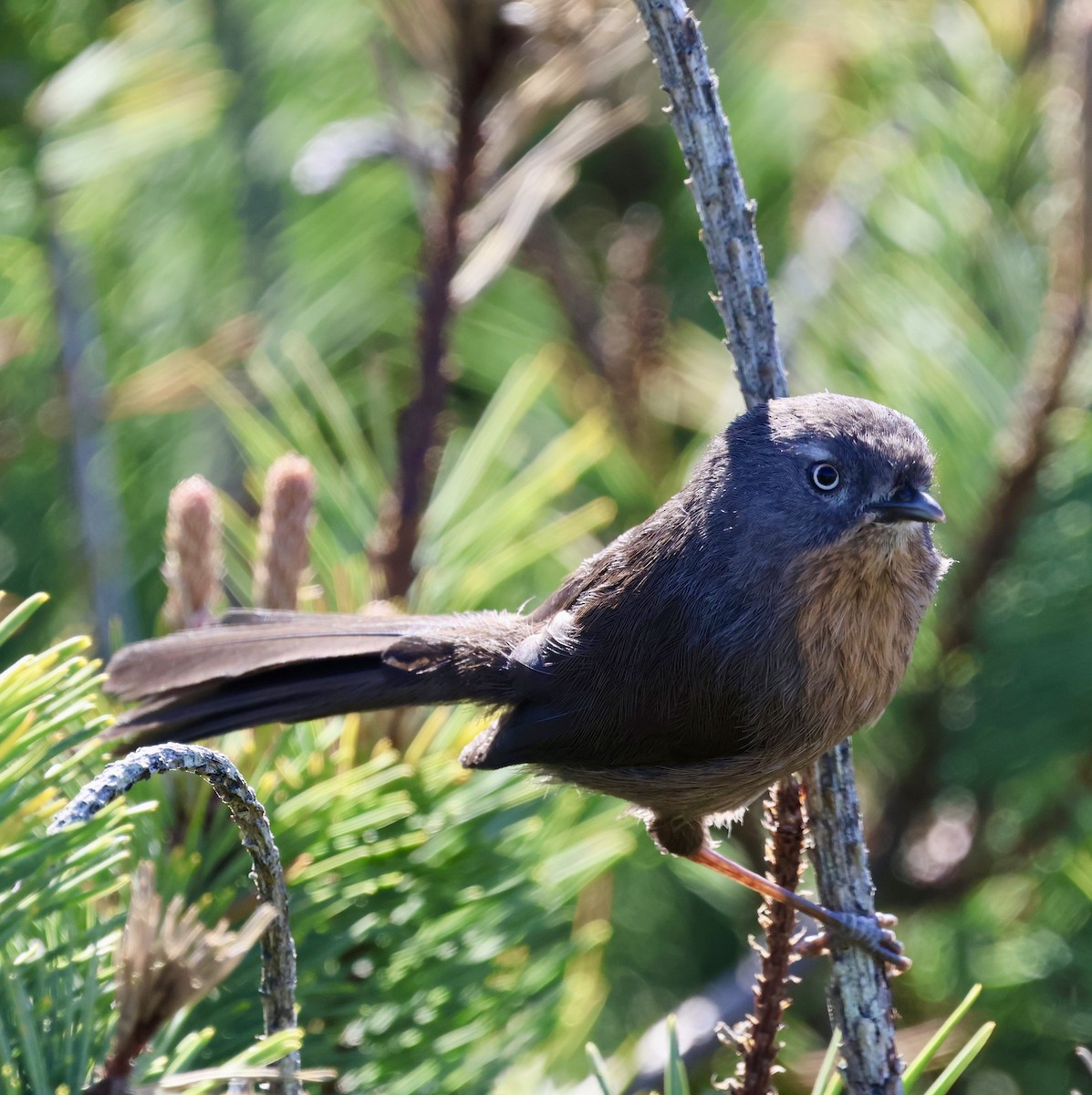 Wrentit - ML655971519