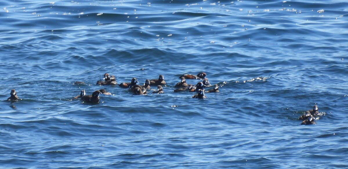 eBird Checklist - 27 Apr 2026 - Manomet Point - 11 species