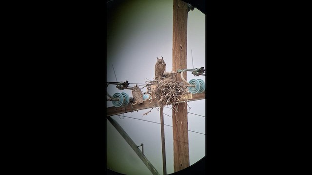 Great Horned Owl - ML655972578
