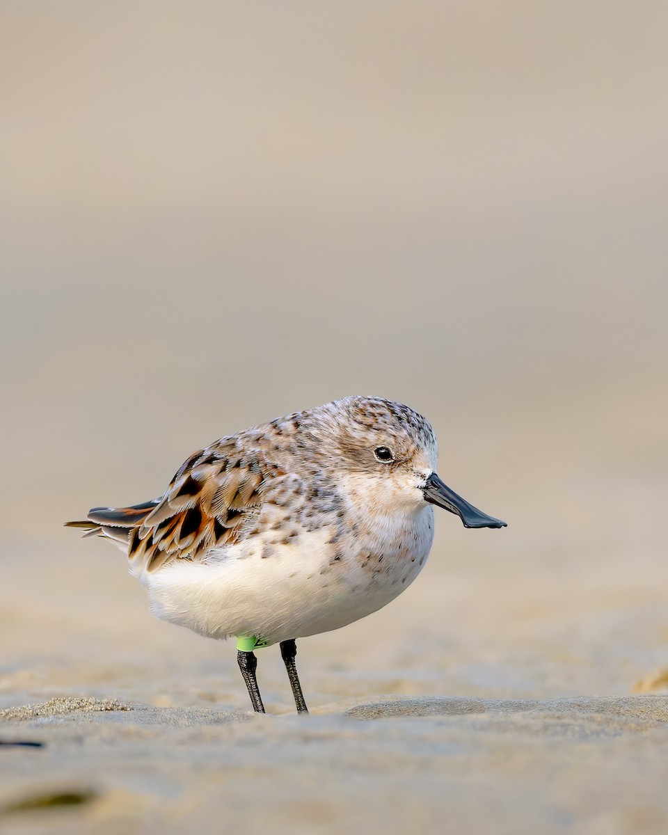 ML655974406 - Spoon-billed Sandpiper - Macaulay Library