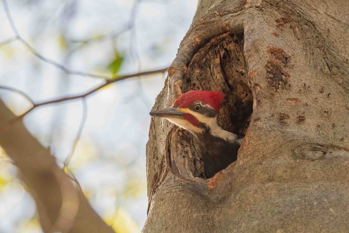 Pileated Woodpecker - ML655975968