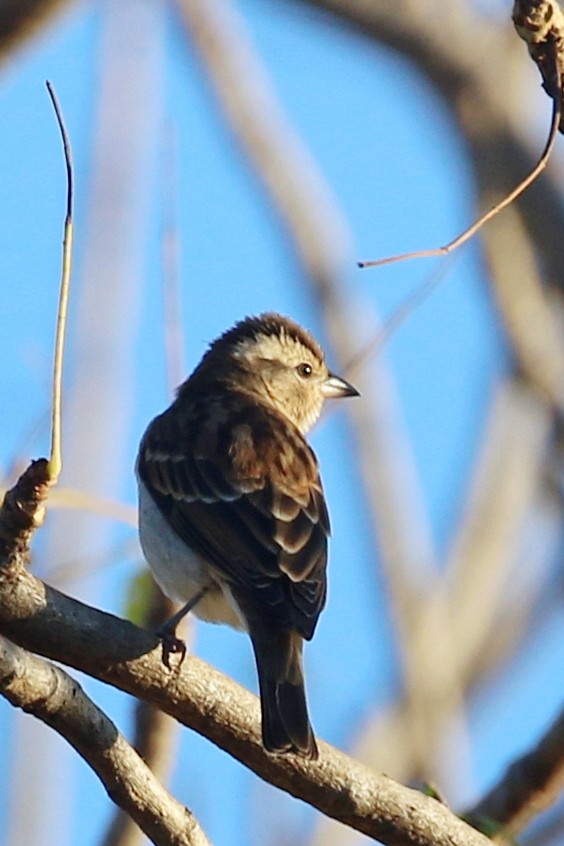 Moineau bridé - ML655979332