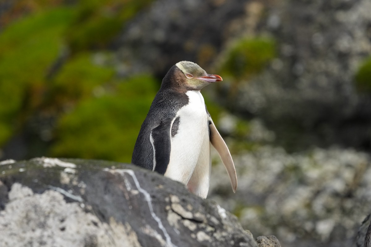 Yellow-eyed Penguin - ML655979889