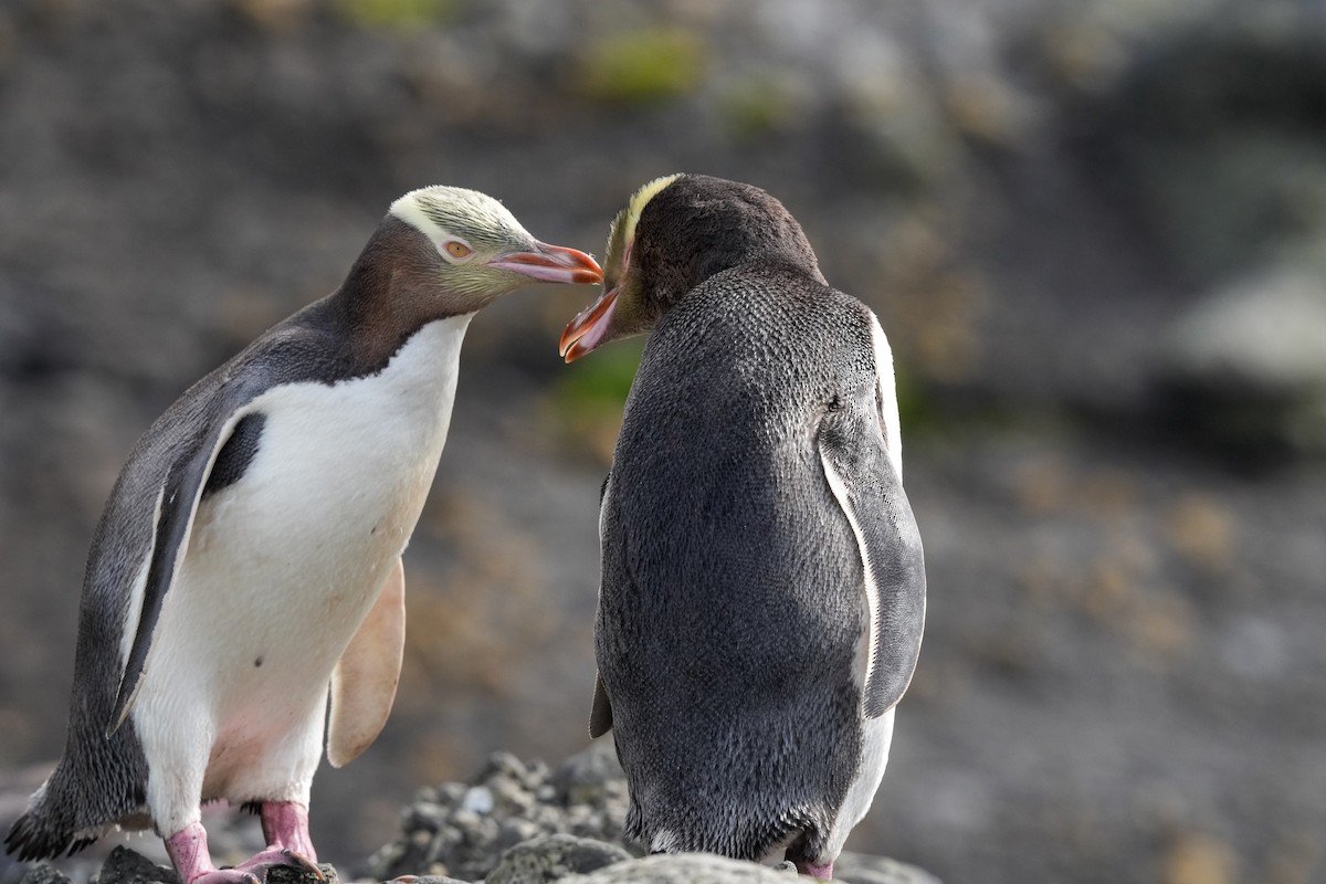 Yellow-eyed Penguin - ML655979892
