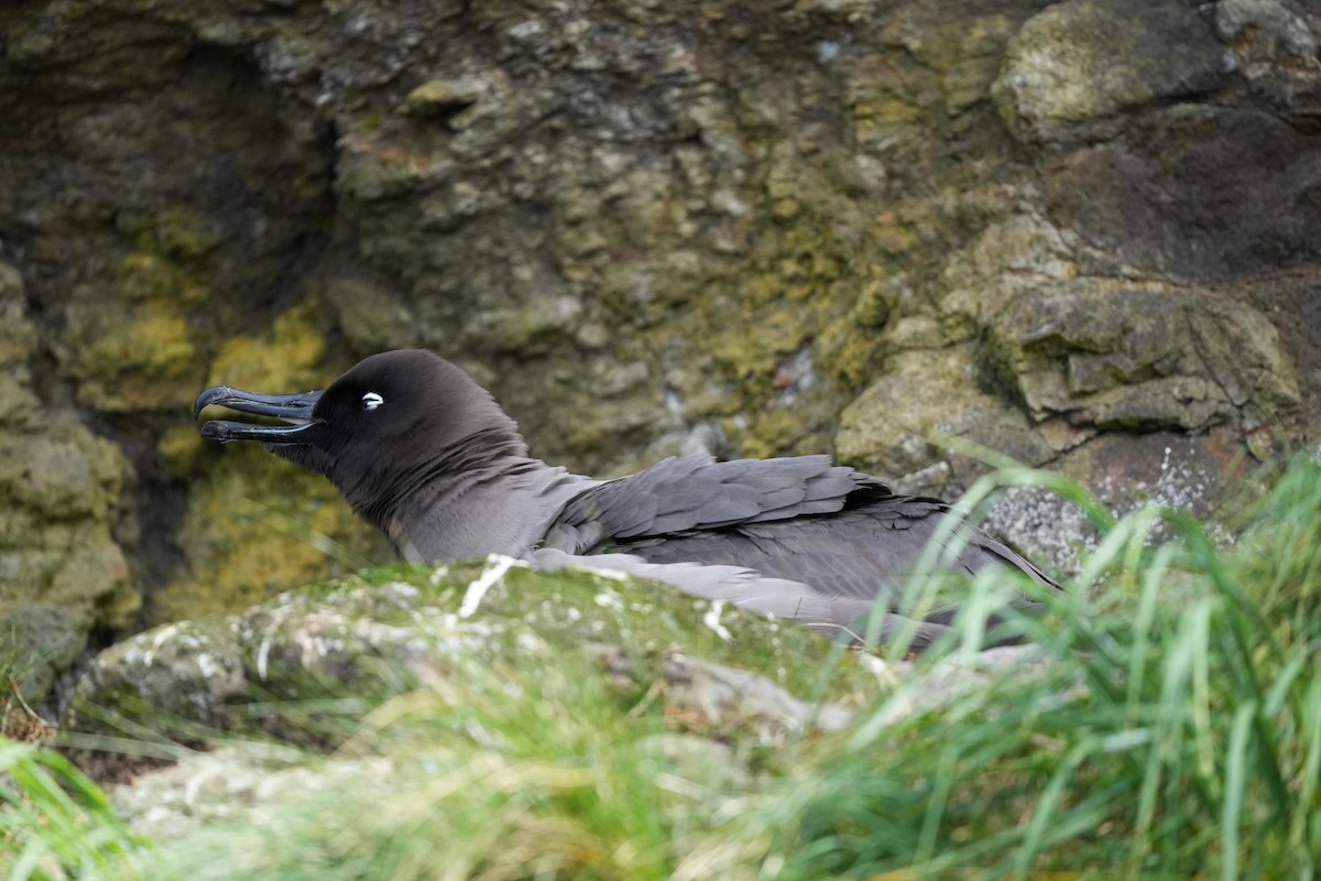 Light-mantled Albatross - ML655979915