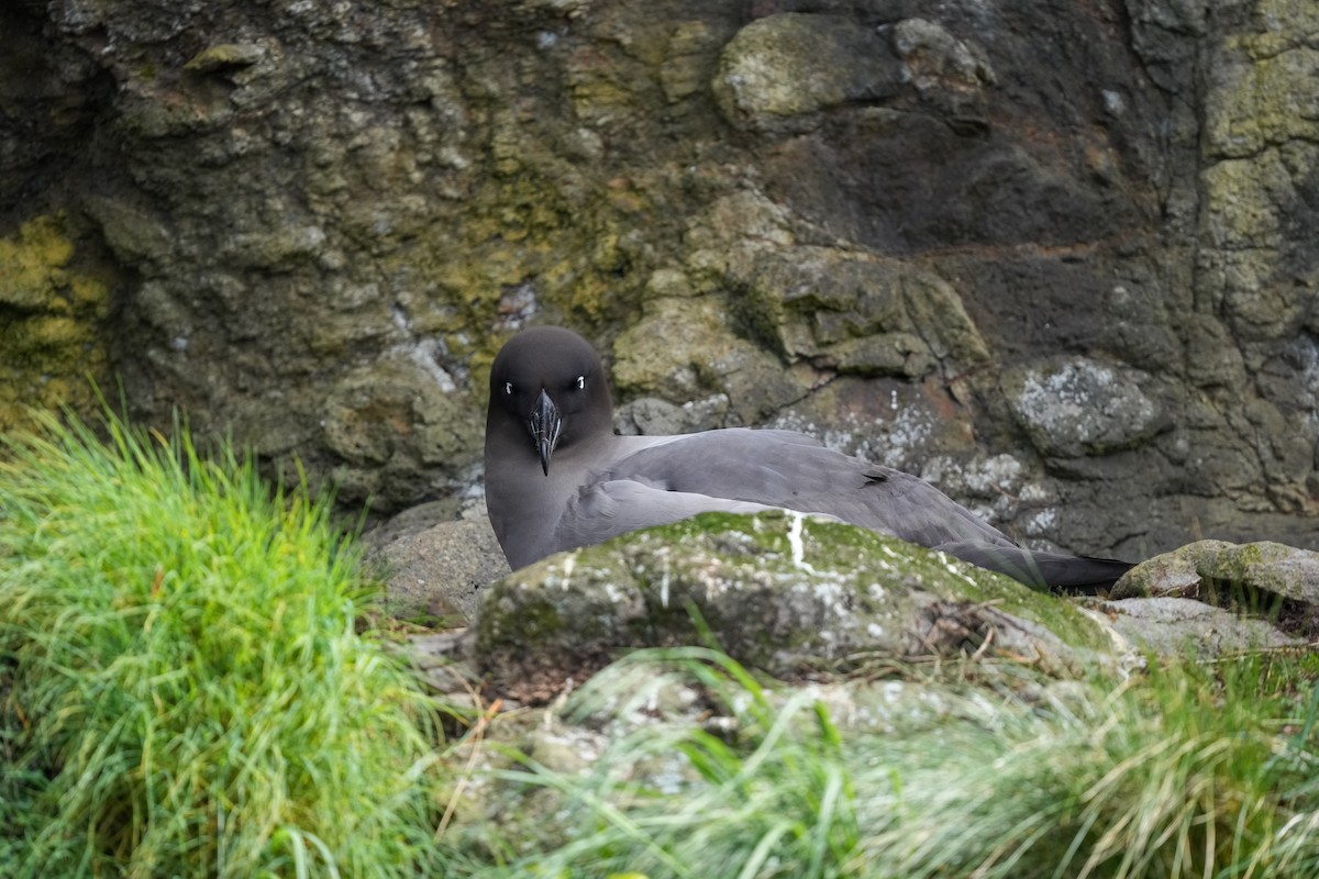 Light-mantled Albatross - ML655979916