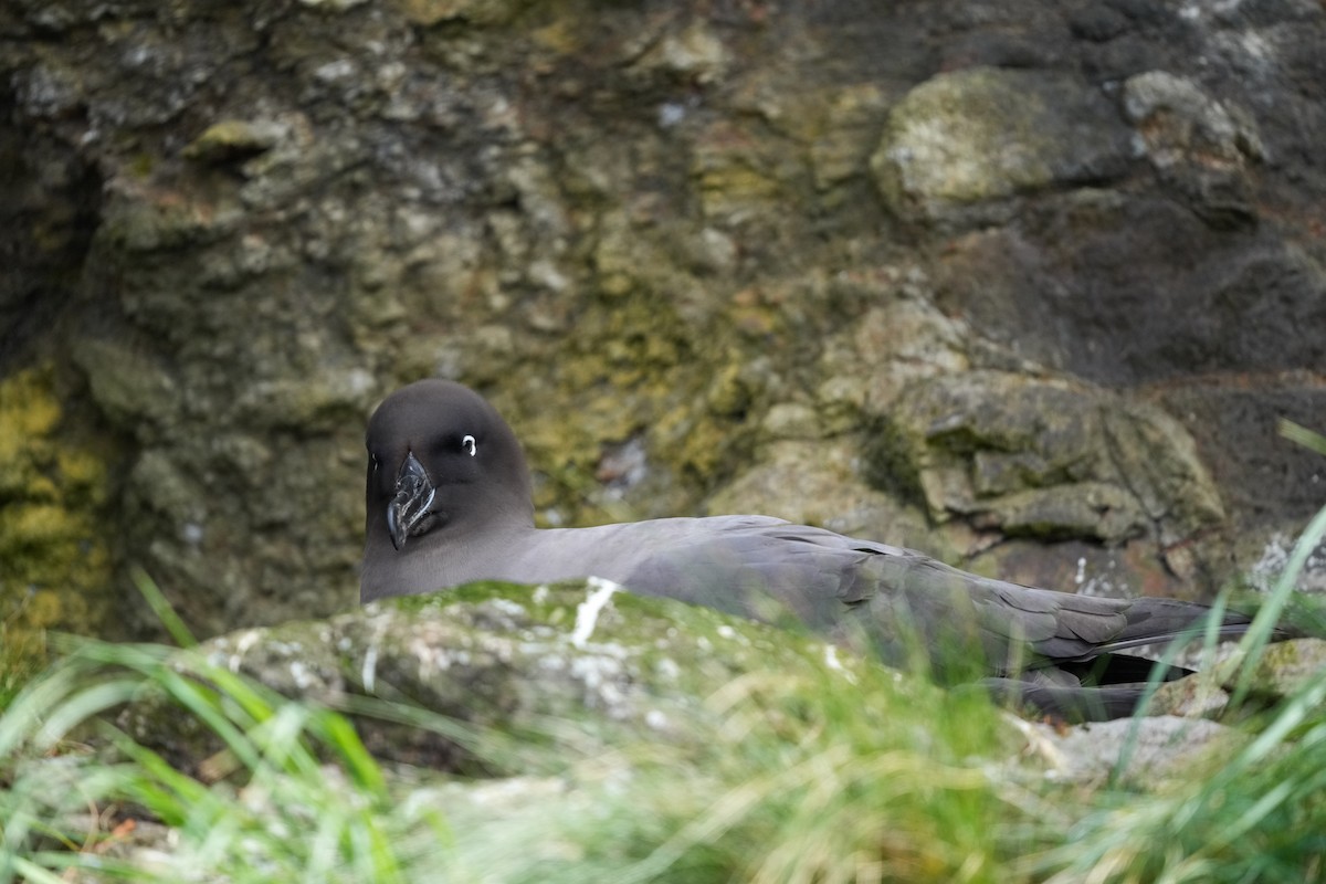 Light-mantled Albatross - ML655979917
