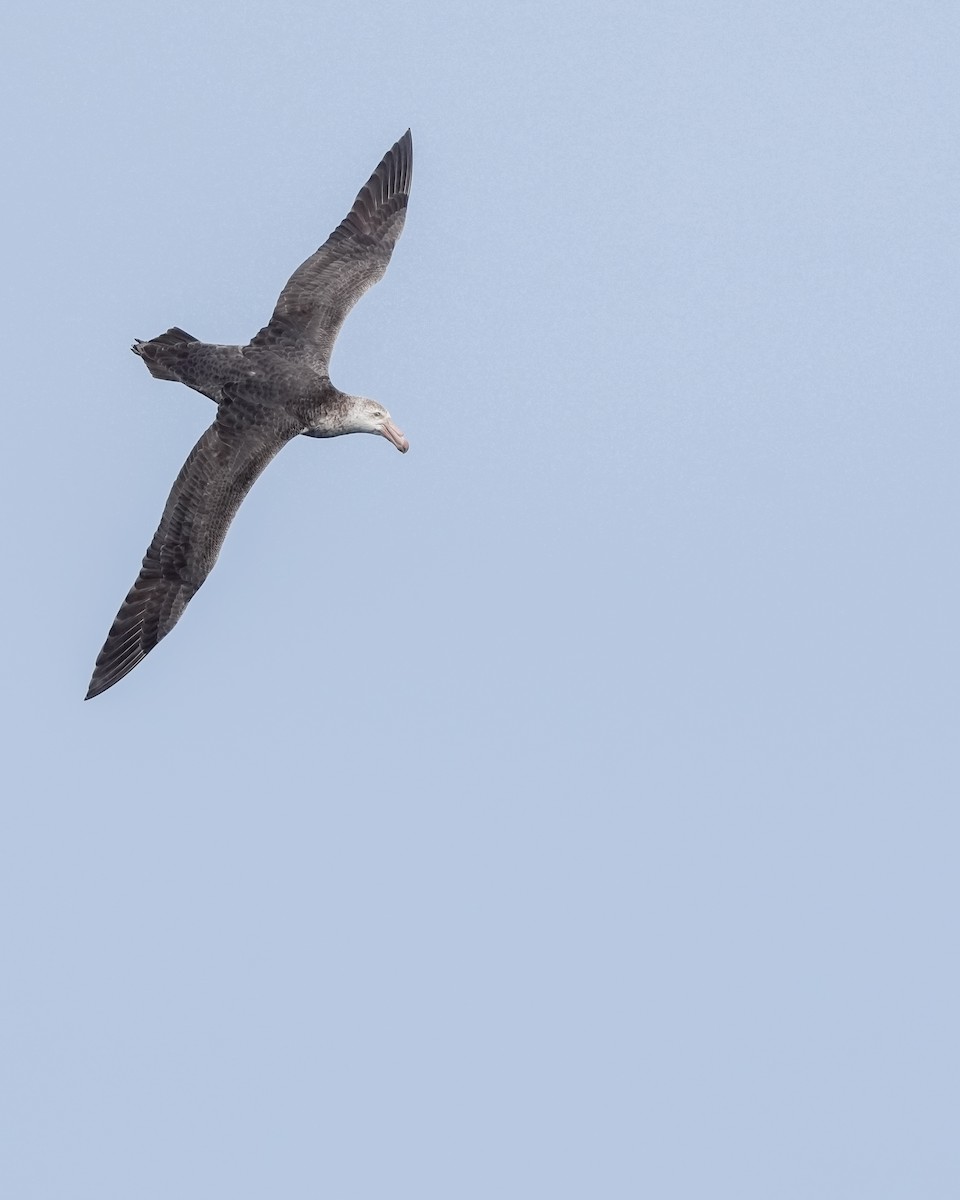 Southern Giant-Petrel - ML655979938