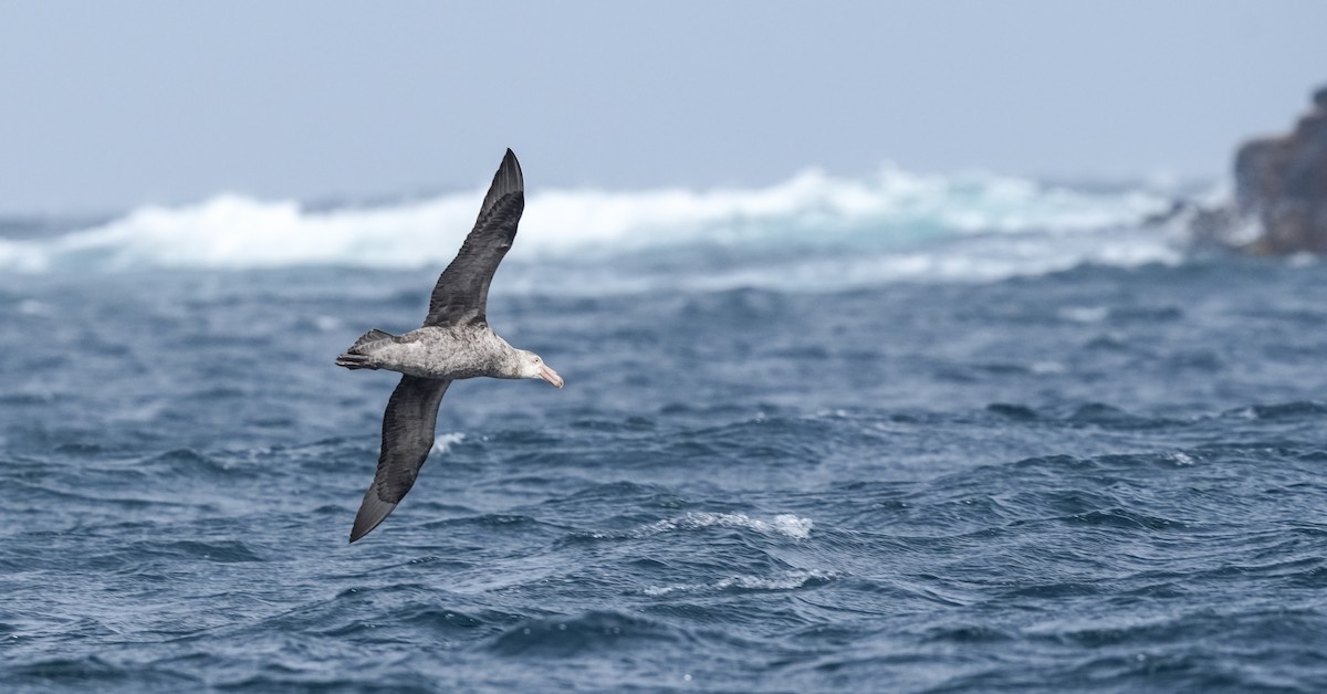Southern Giant-Petrel - ML655979939