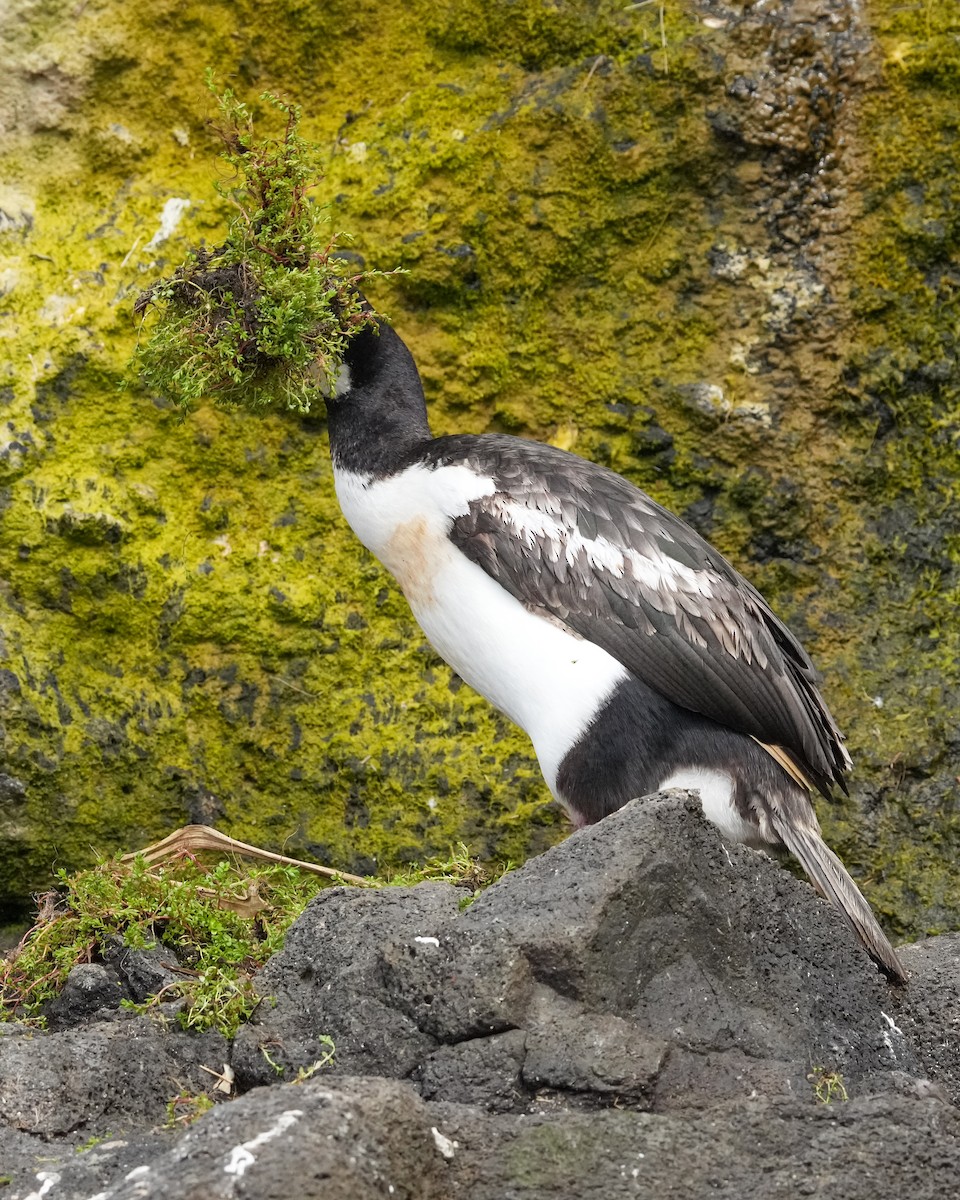 Auckland Islands Shag - ML655979973
