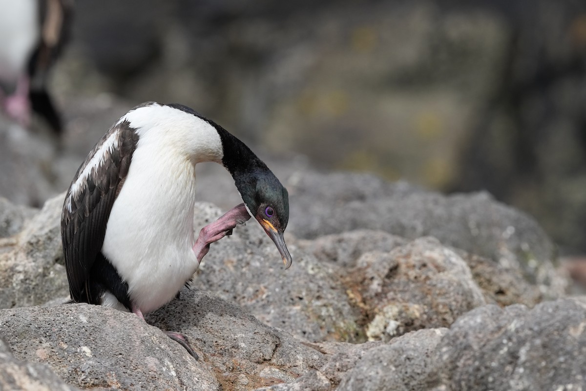 Auckland Islands Shag - ML655979975