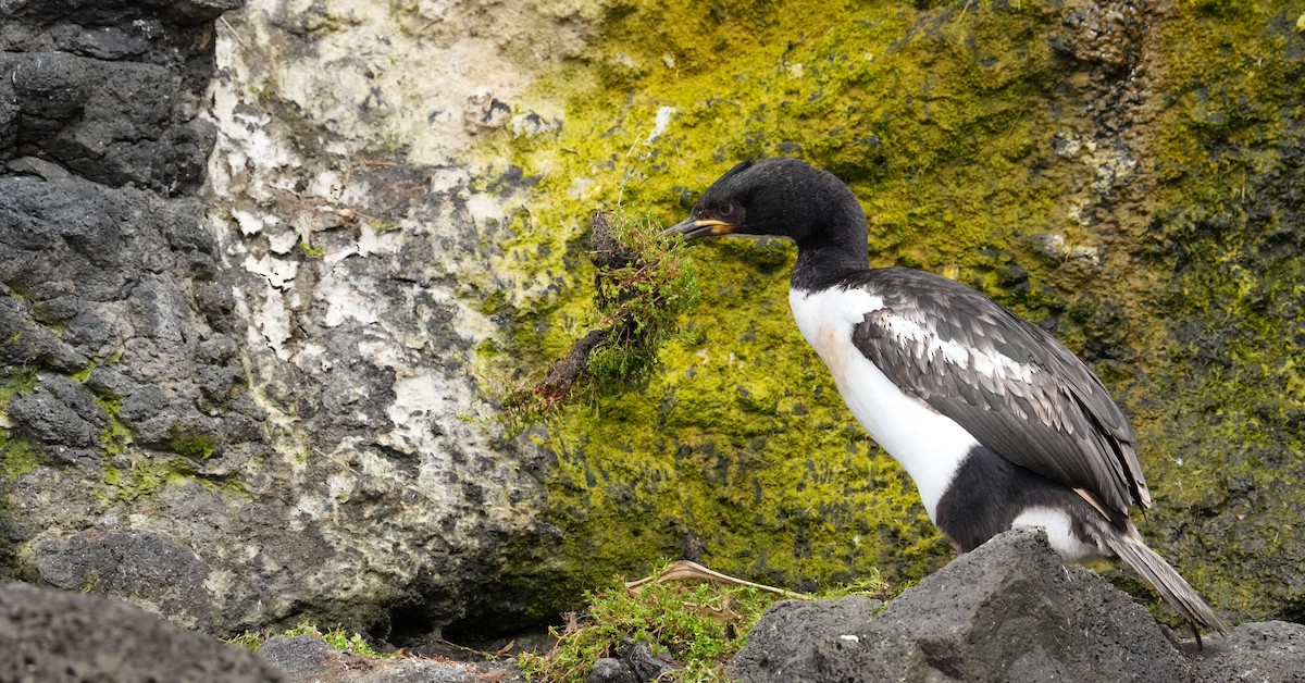 Auckland Islands Shag - ML655979979