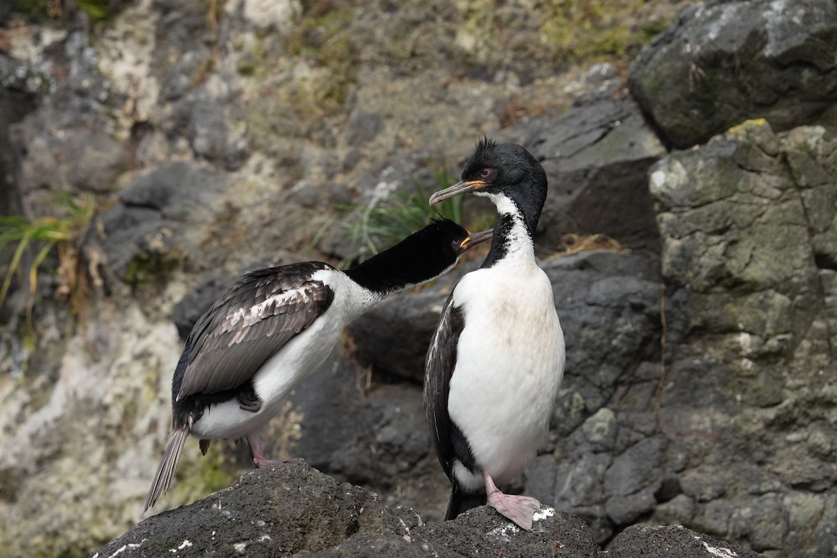 Auckland Islands Shag - ML655979980