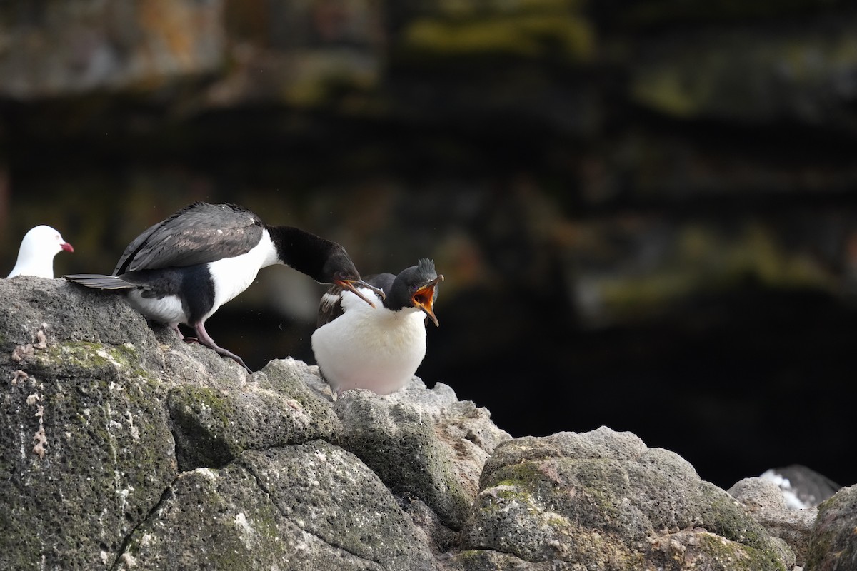 Auckland Islands Shag - ML655979982
