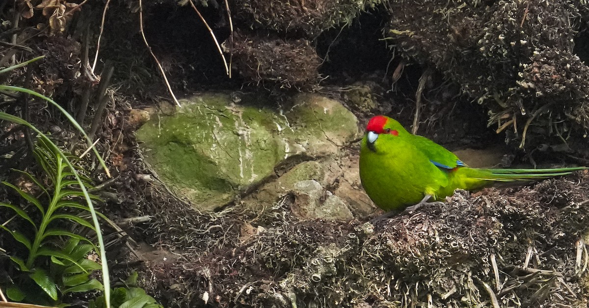 Red-crowned Parakeet - ML655979997