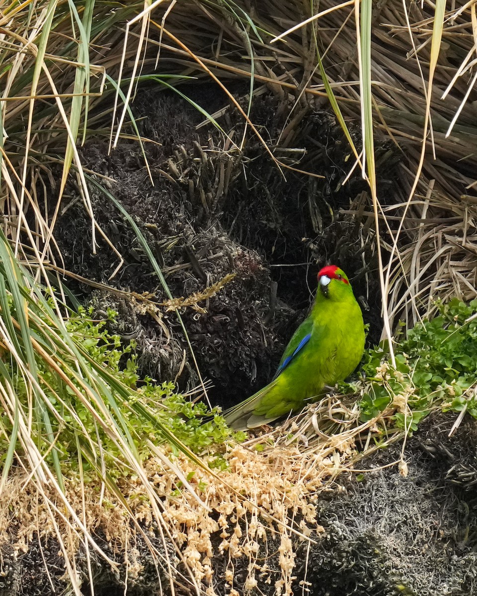 Red-crowned Parakeet - ML655979998