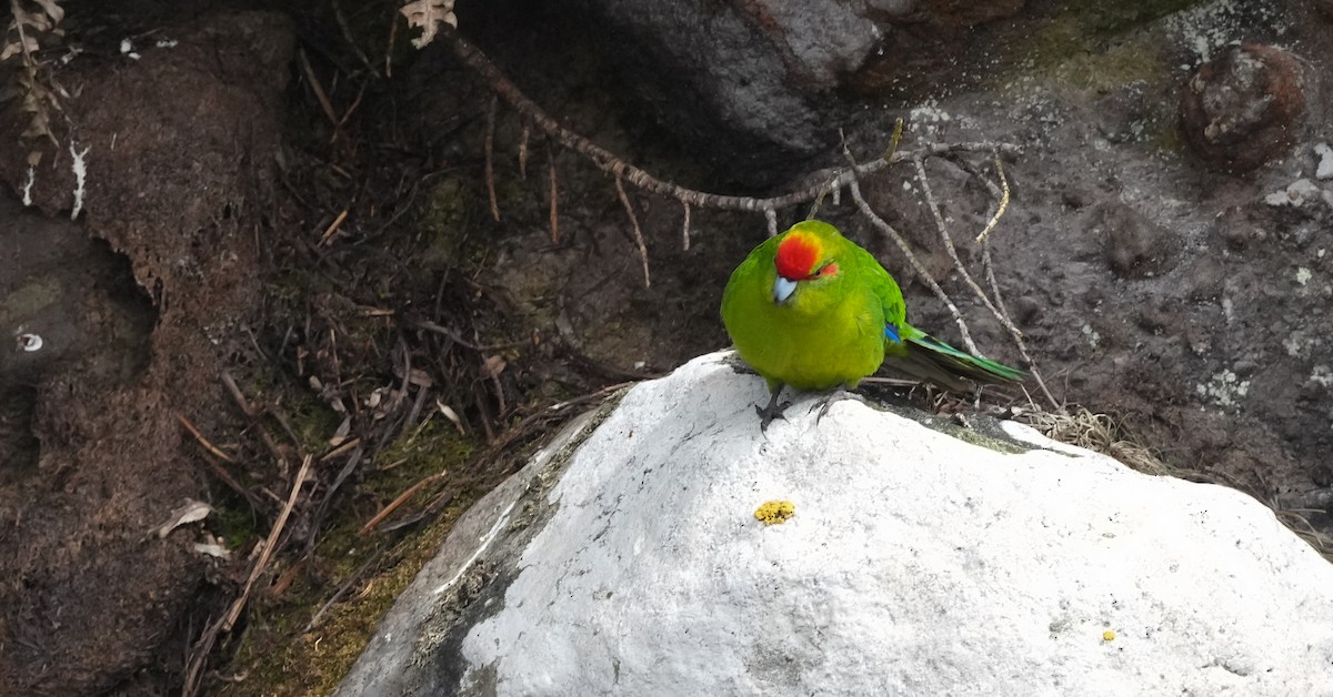 Red-crowned Parakeet - ML655979999